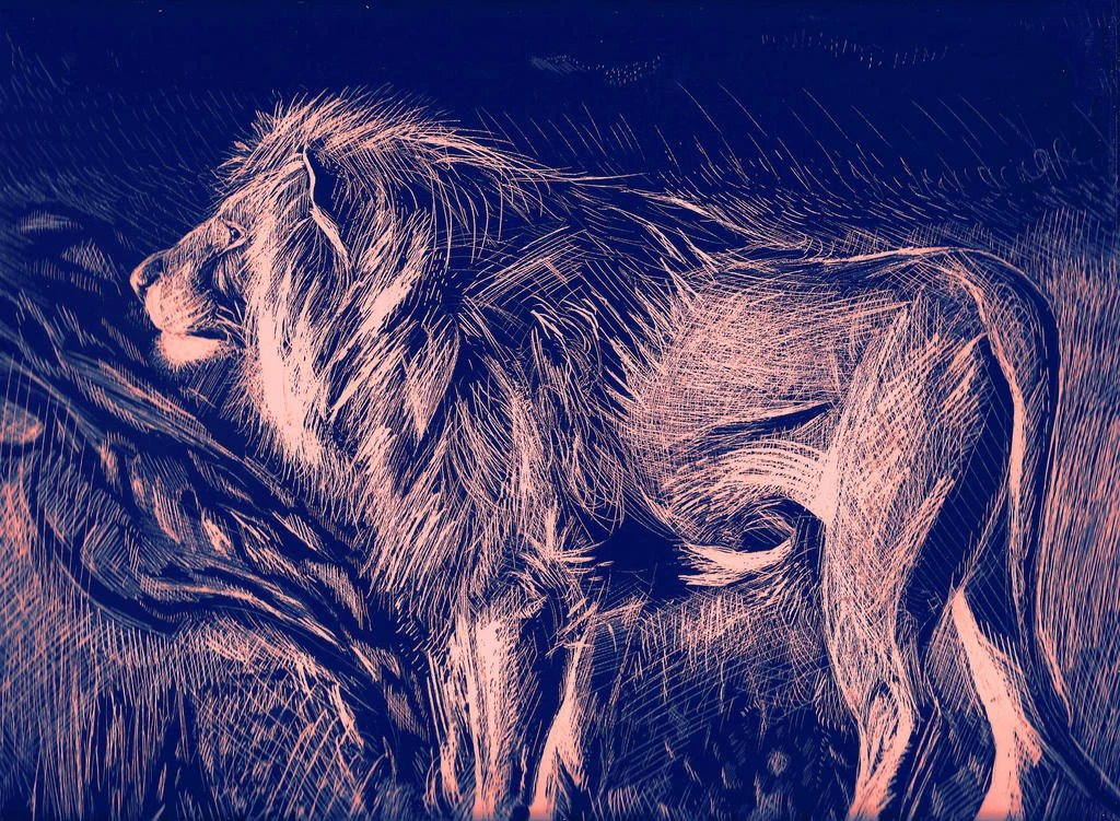 Her scratchboard lion: a lion lying in tall grass, scratched in fine peach lines on deep blue.
